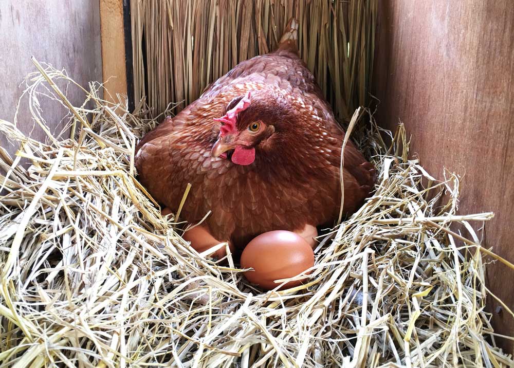 Peluang Usaha Ternak Ayam Petelur Bagi Pemula : 100, 500, 1000 Ekor