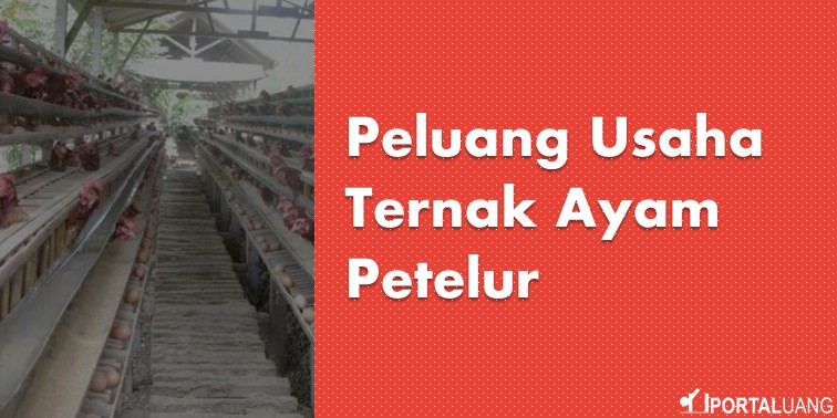 Cara Memulai Usaha Ternak Ayam Petelur Dari Perhitungan Modal S D Keuntungannya